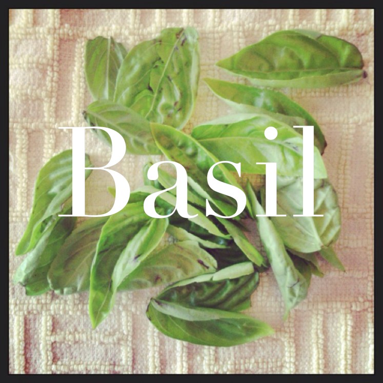 Basil